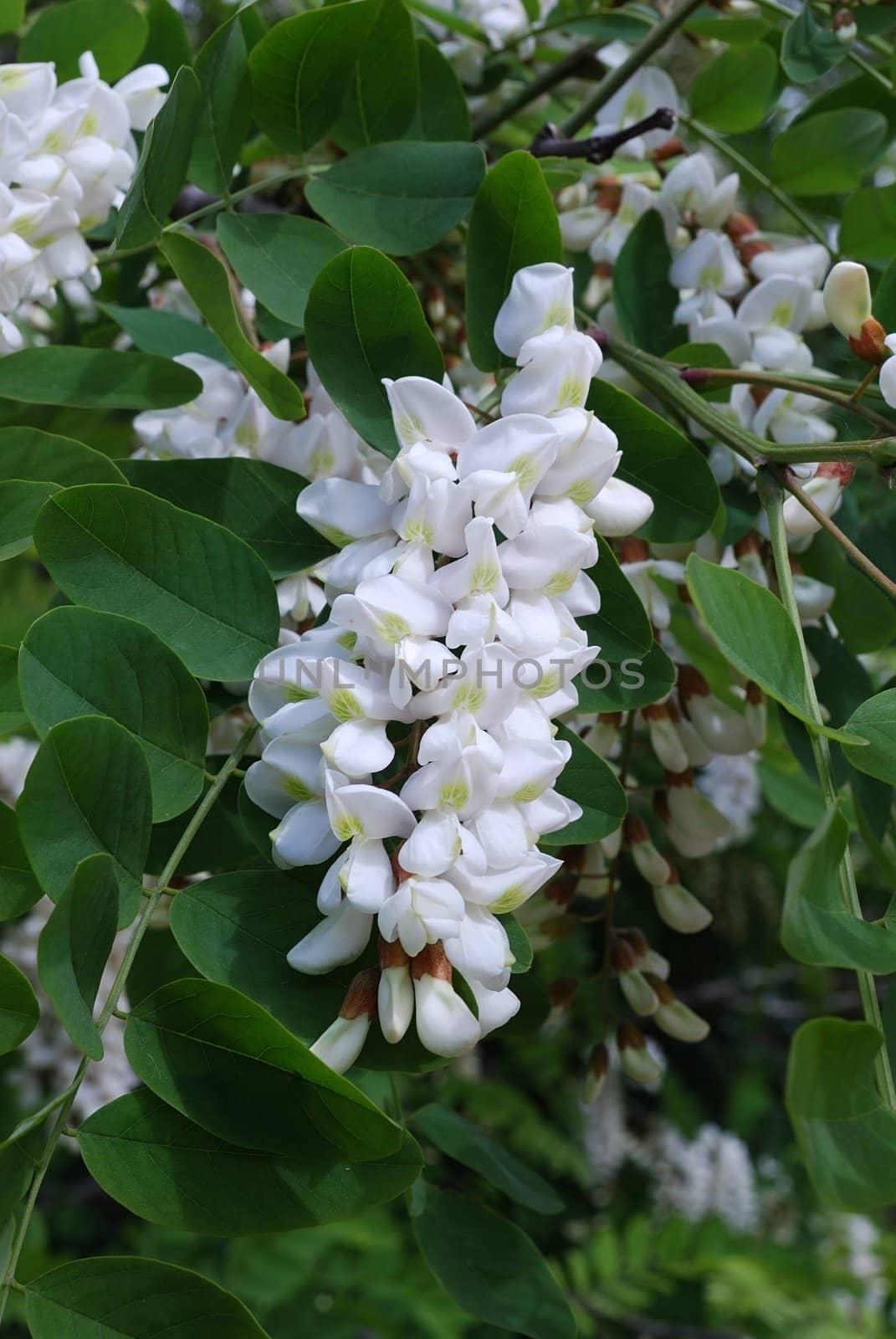 White acacia blossoms