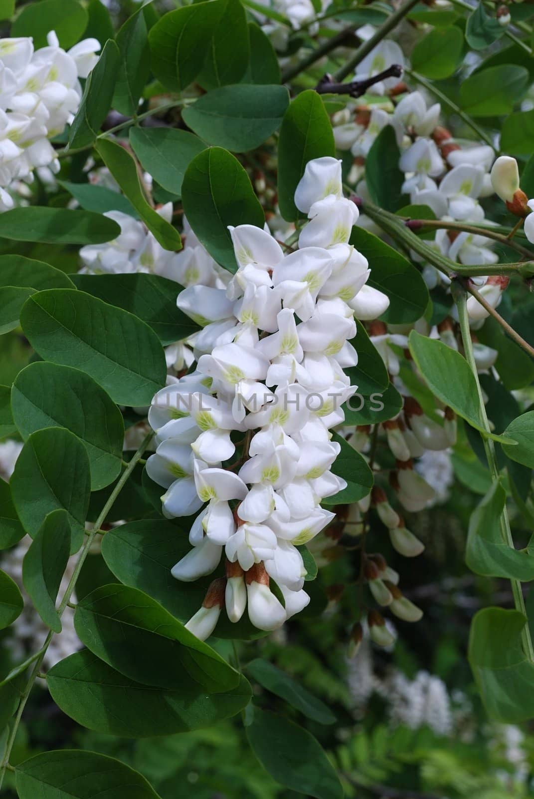 White acacia by svetico