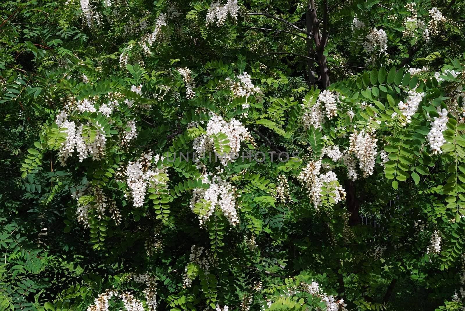 White acacia blossoms