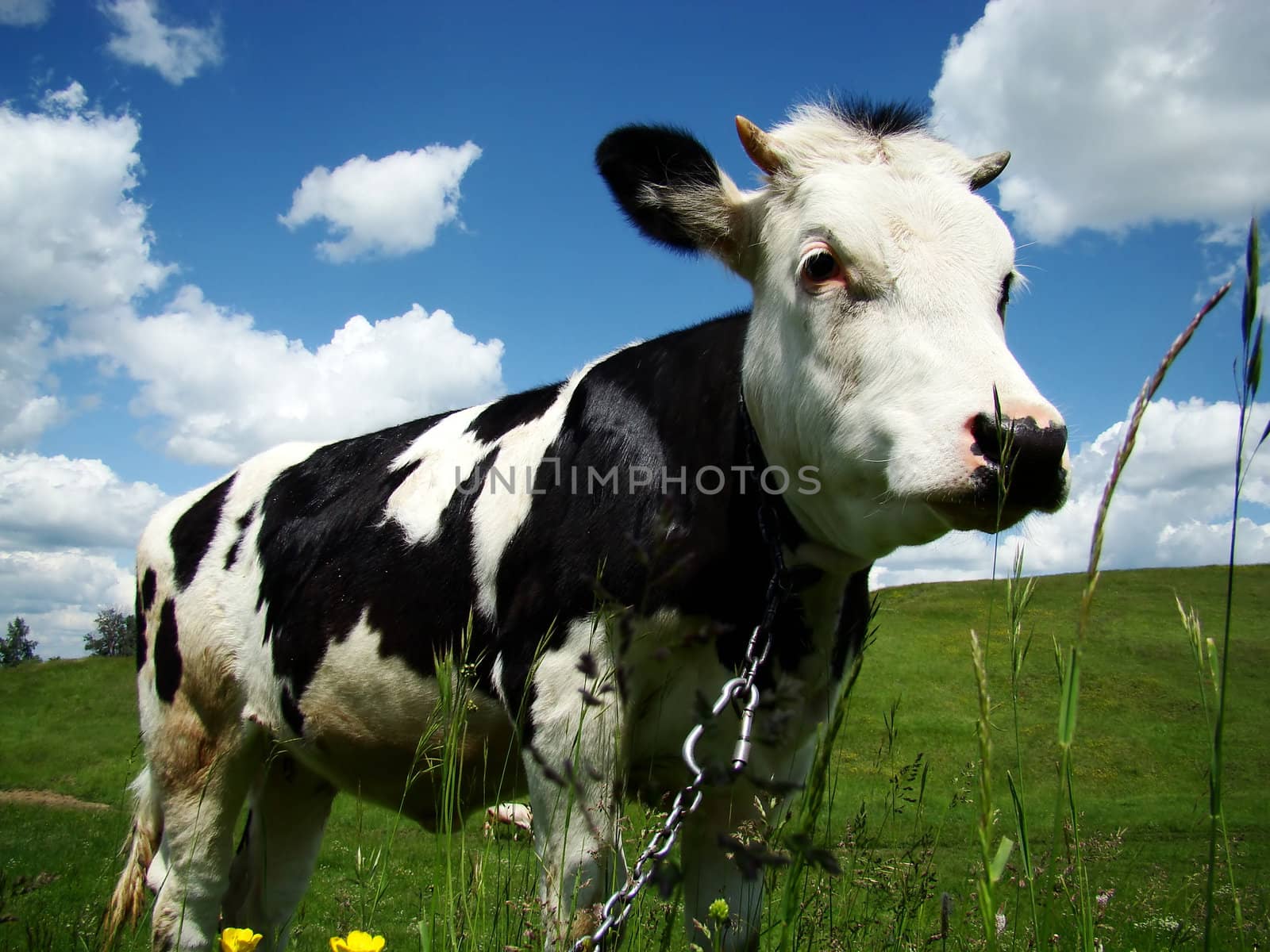 A black and white milk cow with a bright blue sky at the background