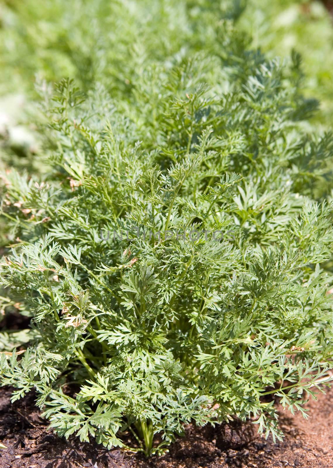 carrots growing in rows in the vegetable garden