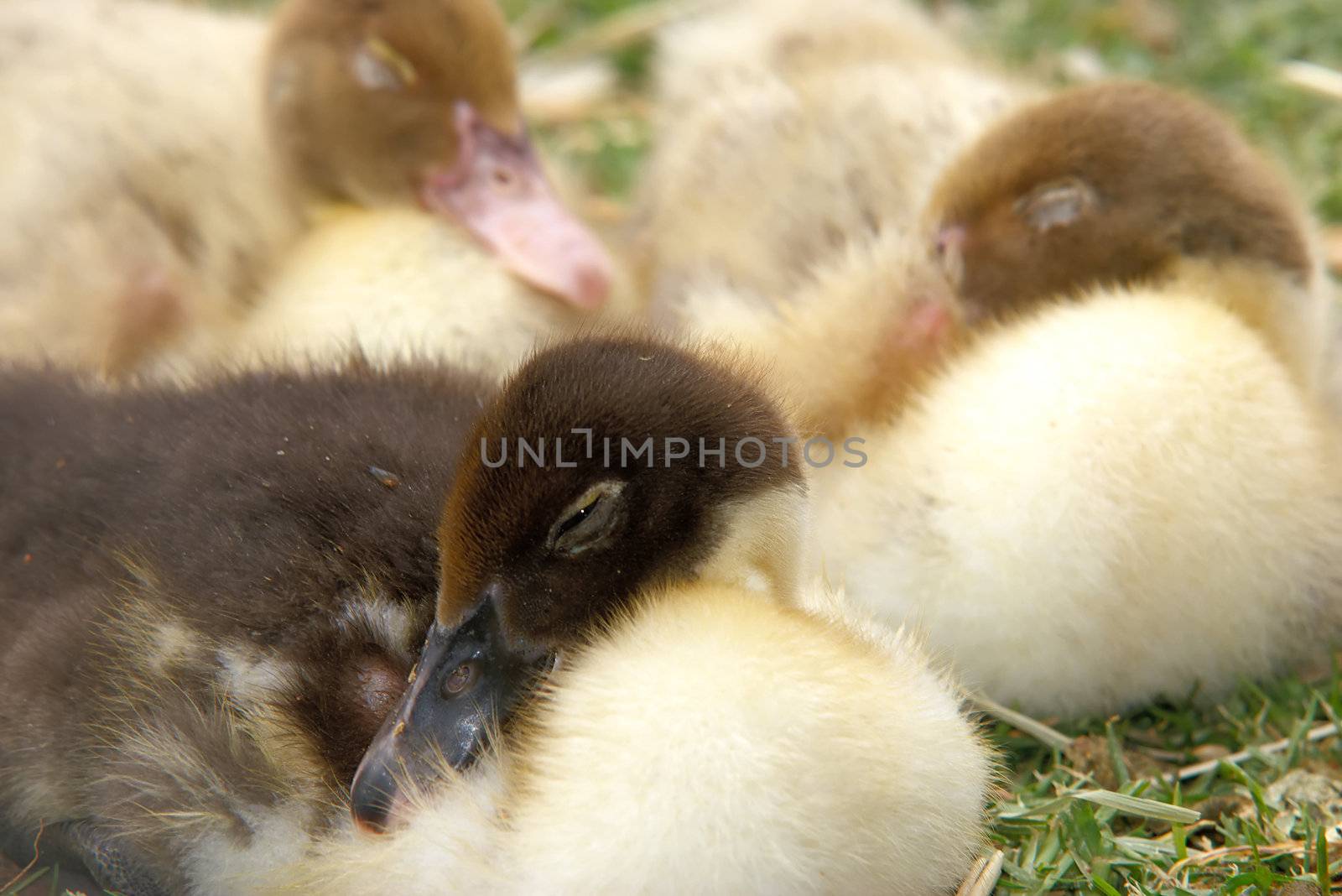 three ducklings asleep on the grass