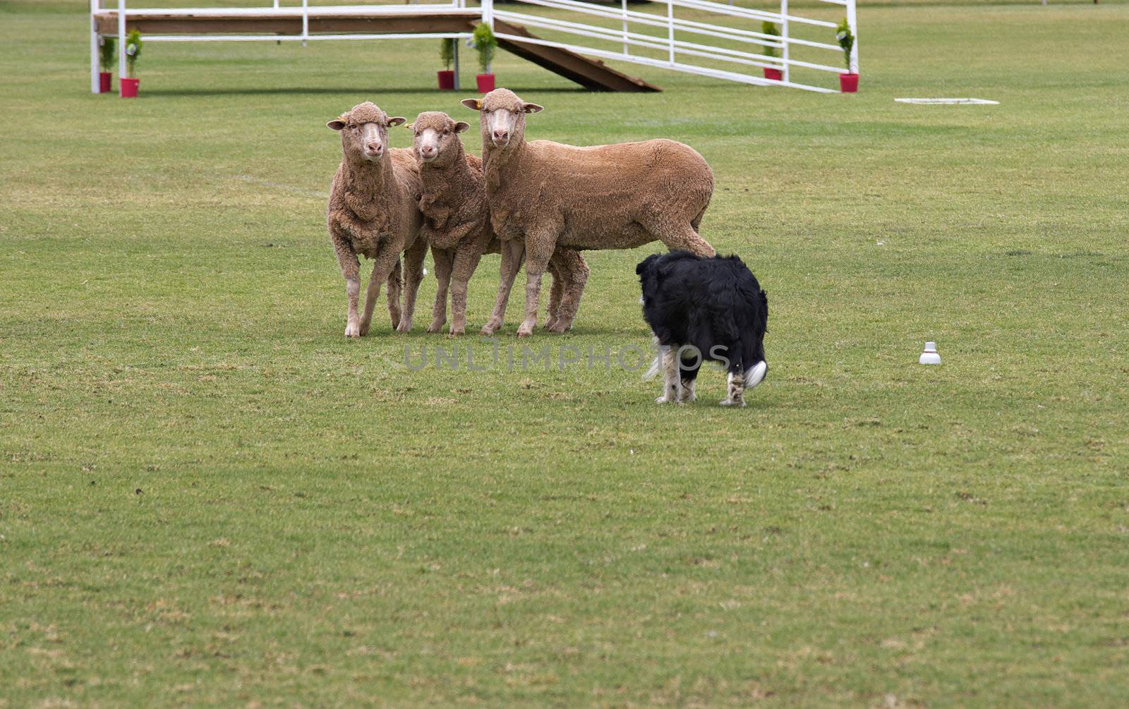 a working sheep dog (border collie) rounding up sheep at a sheepdog trial