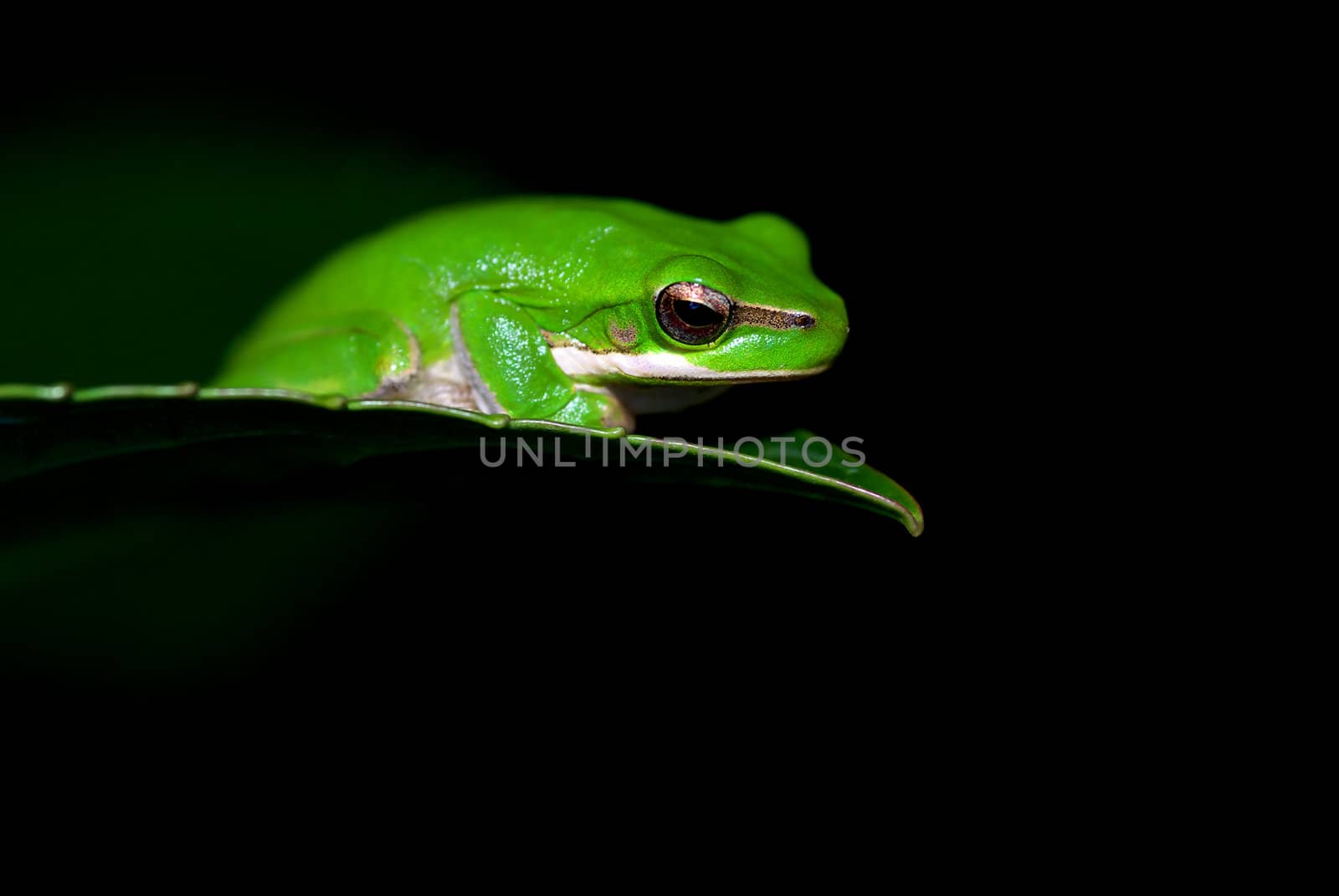 little dwarf green tree frog on the end of a leaf