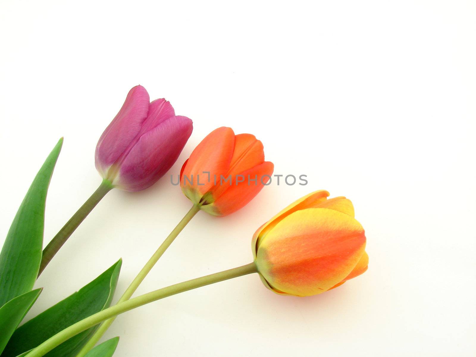 Tulip flowers by morchella
