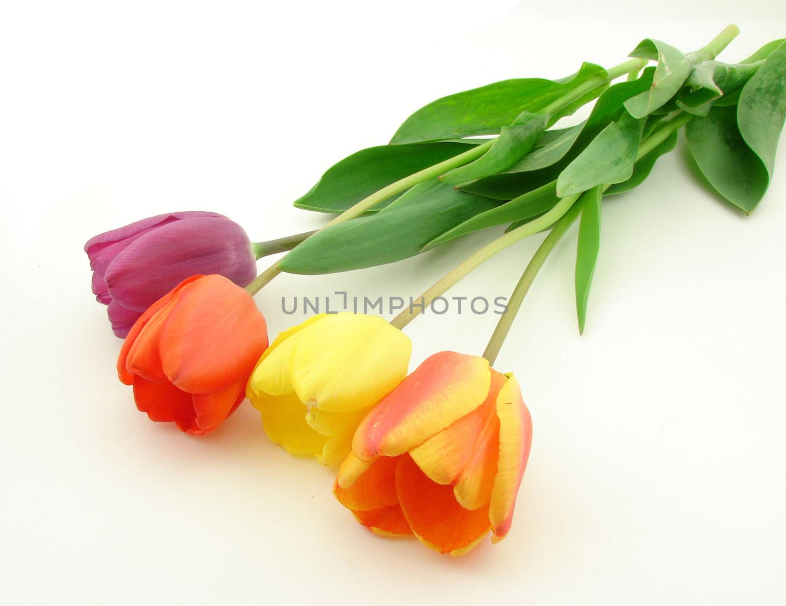 Tulip flowers over white, concept of beauty and bodycare.