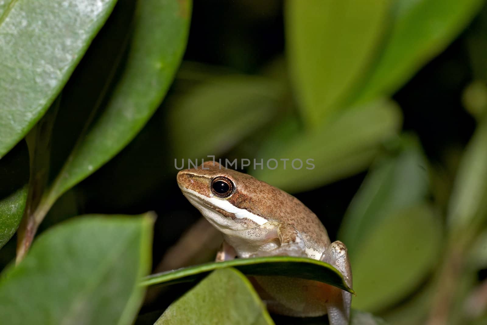 bleeting tree frog litoria dentata sitting a bush
