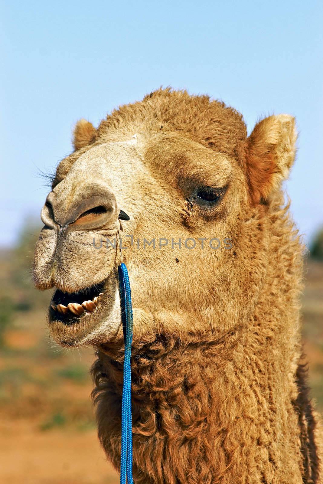 portrait of a camel close up