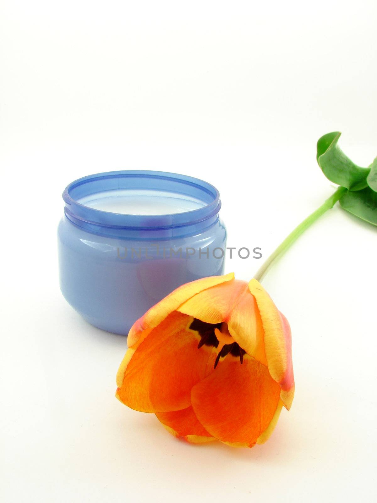 Tulip flower and cream isolated over white, concept of beauty and bodycare.