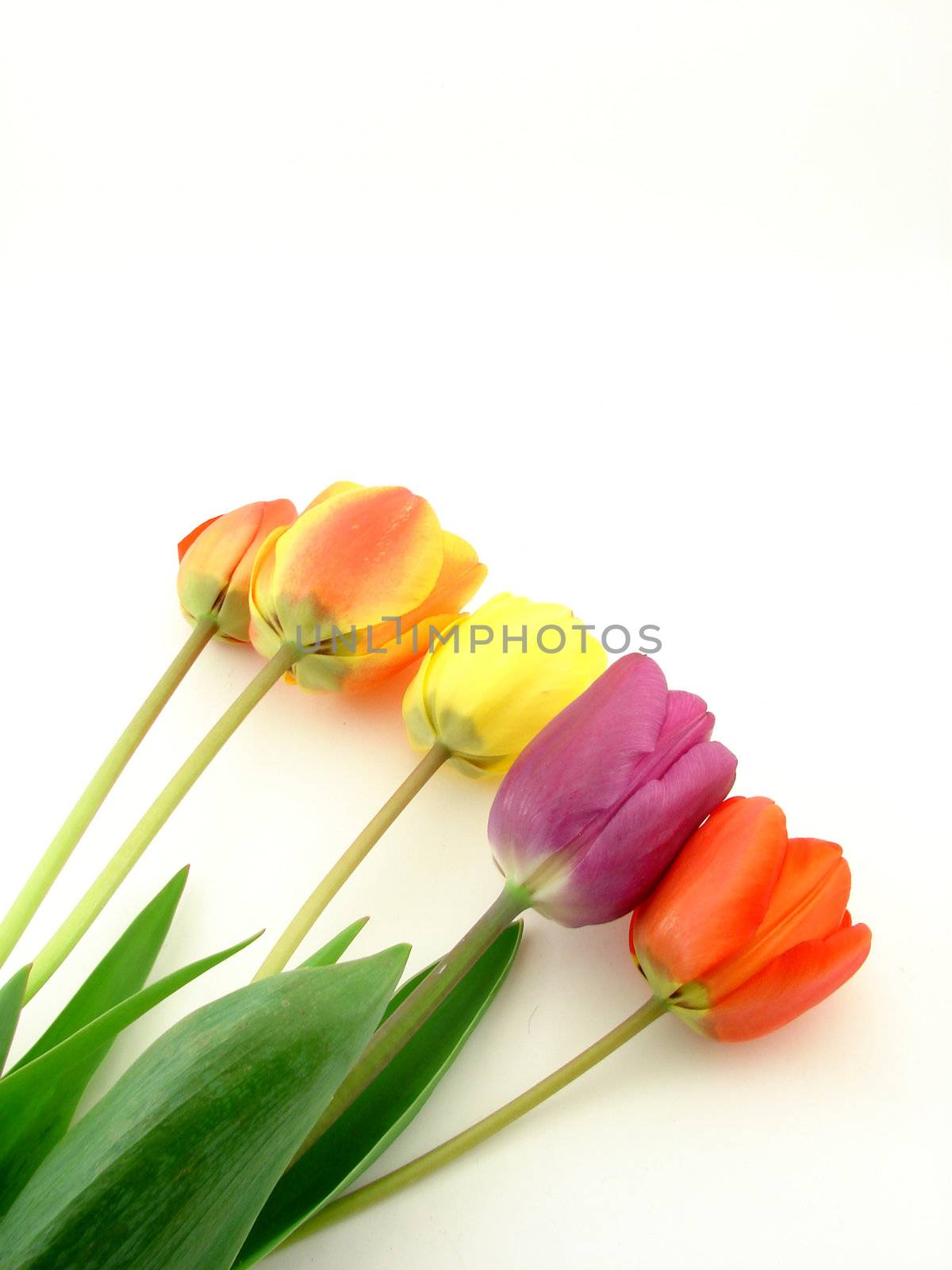 Tulip flowers over white, concept of beauty and bodycare.