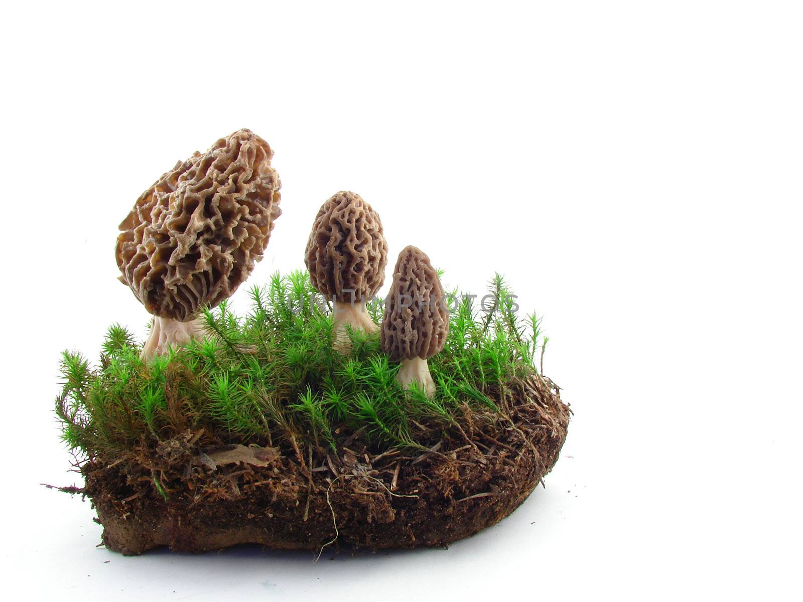 Morel mushrooms isolated over white background, concept of healthy food.