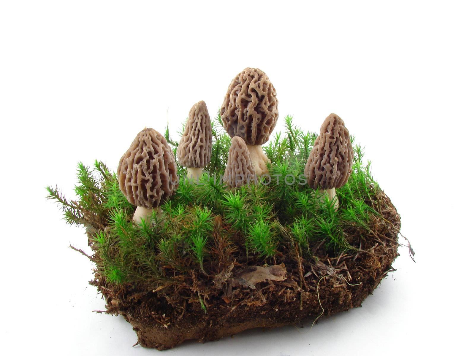 Mushrooms by morchella