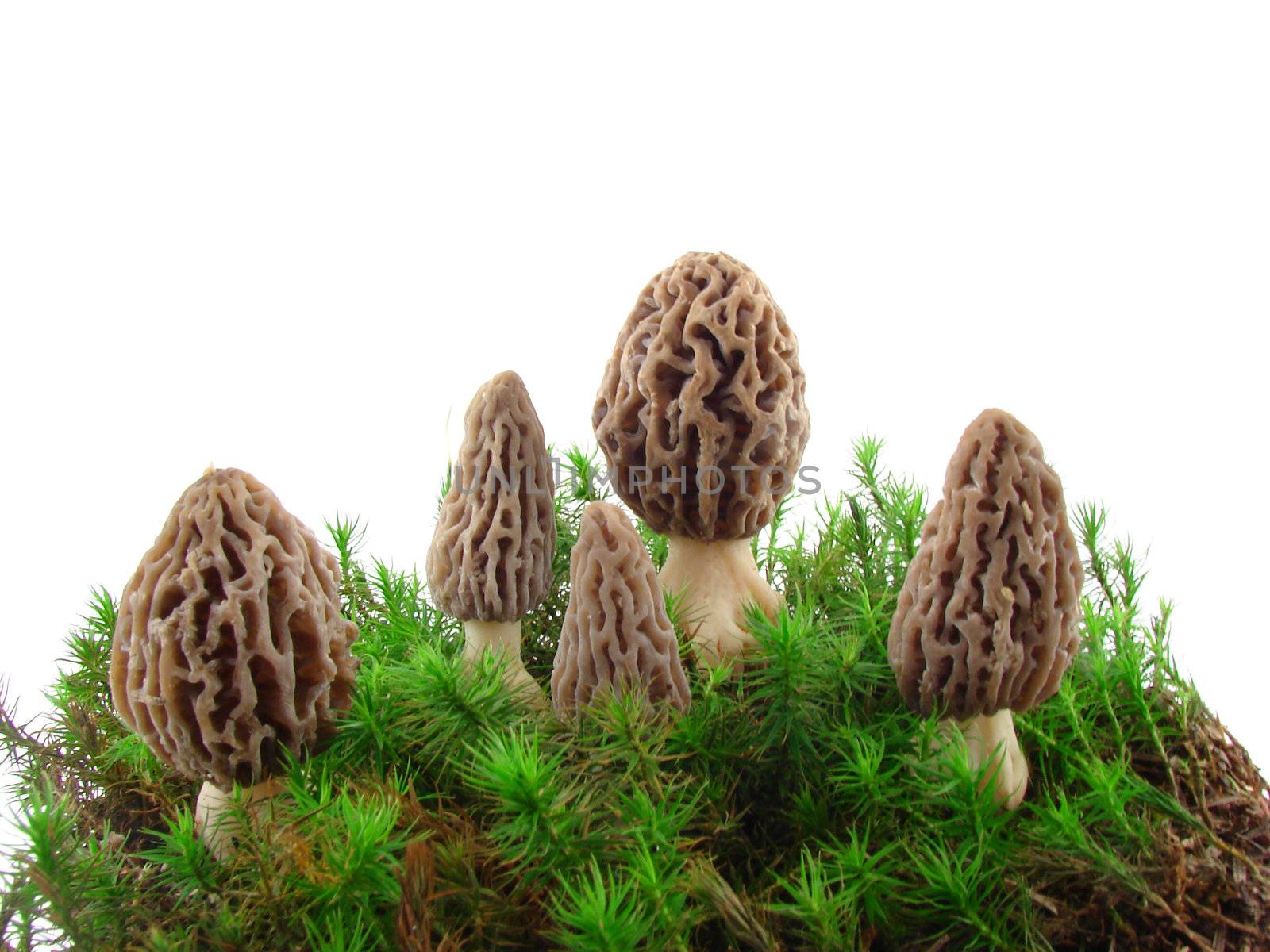 Mushrooms by morchella