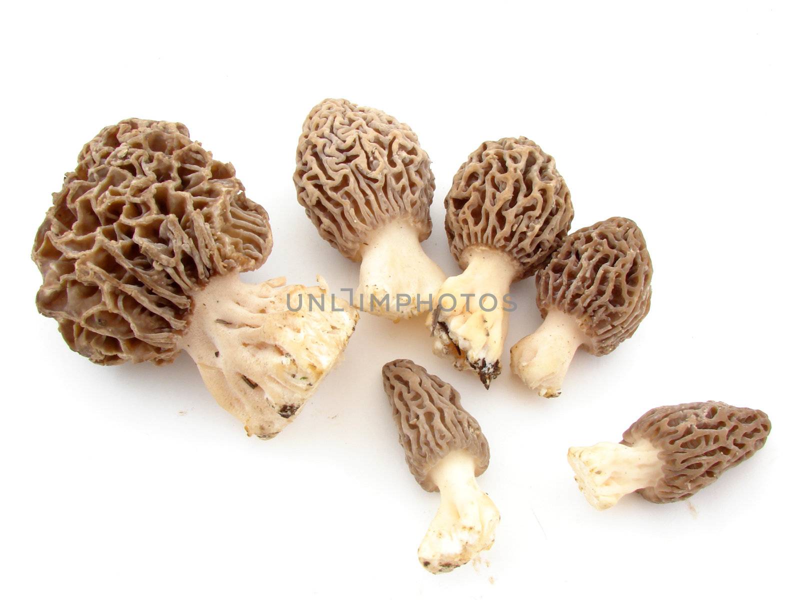 Morel mushrooms isolated over white background, concept of healthy food. 