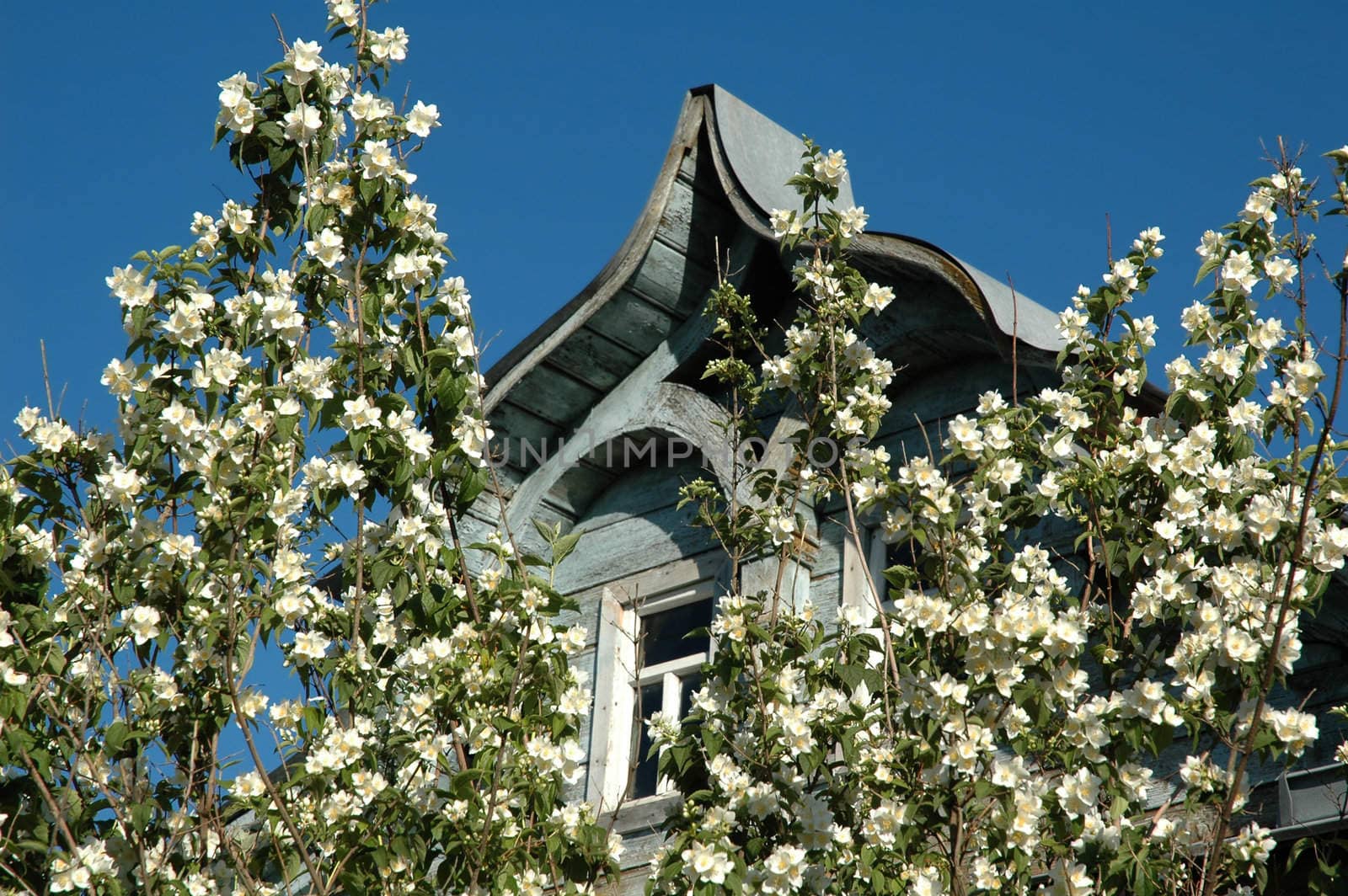 jasmin and old house