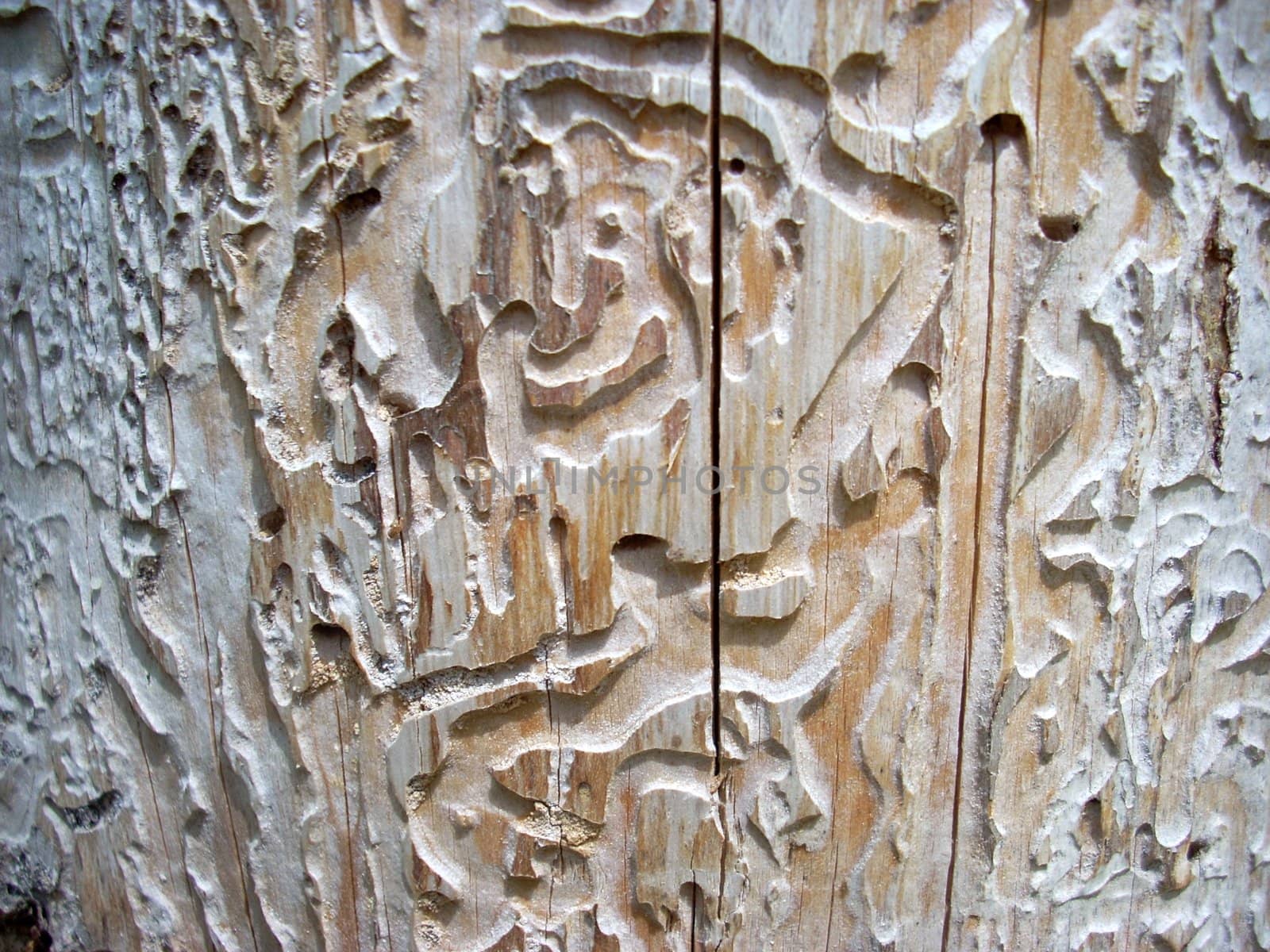 Tree bark’s texture by DOODNICK