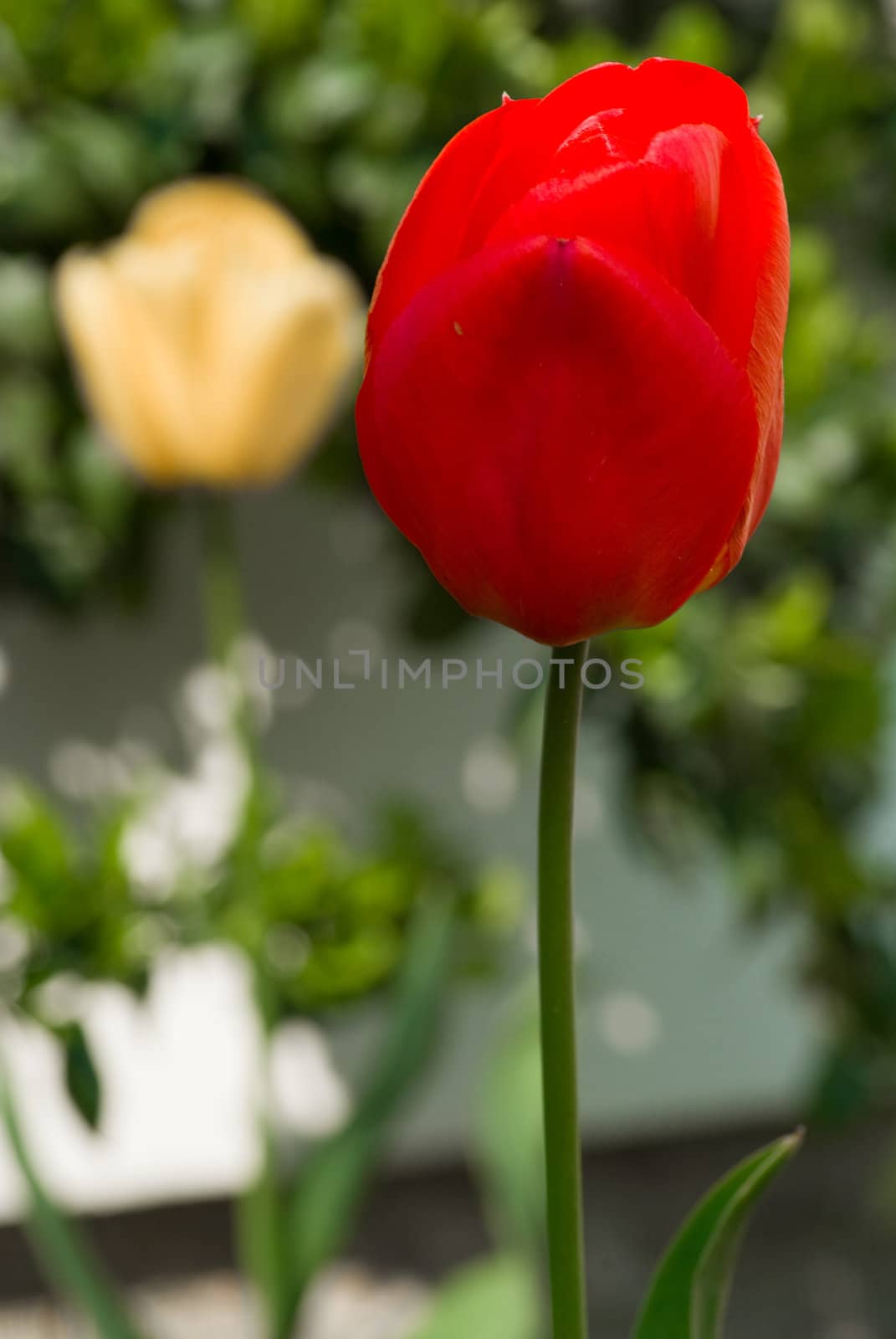 tulips by Jirkaa