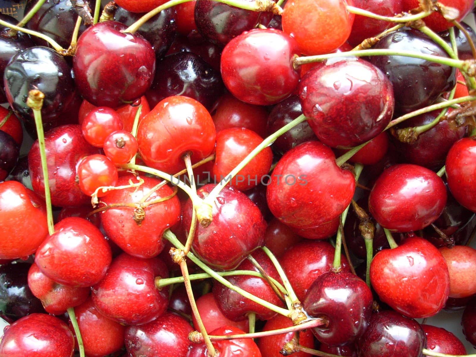 This is a photograph of some fresh and sweet cherries