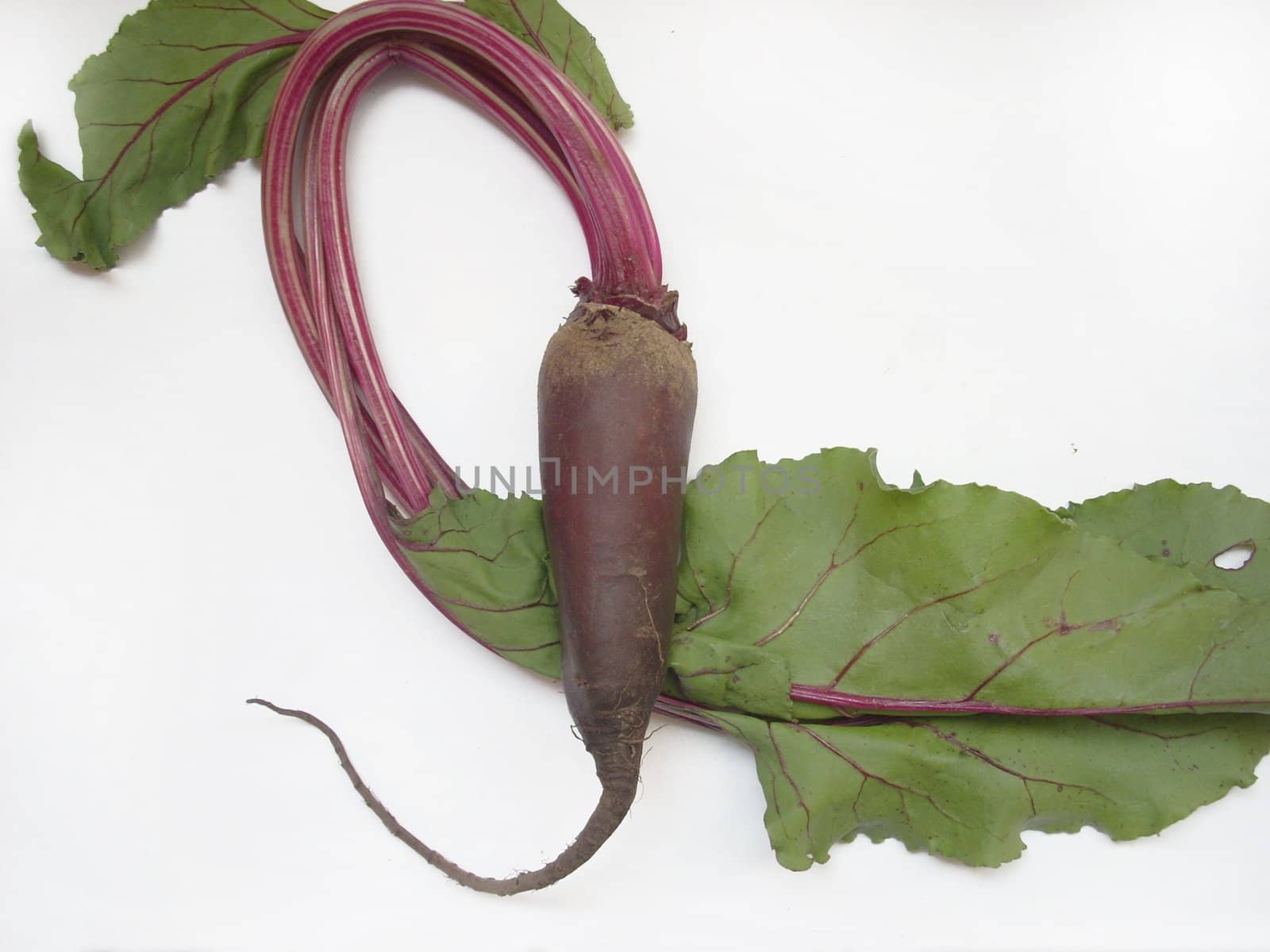 This is a photograph of some fresh and sweet vegetables: radish.