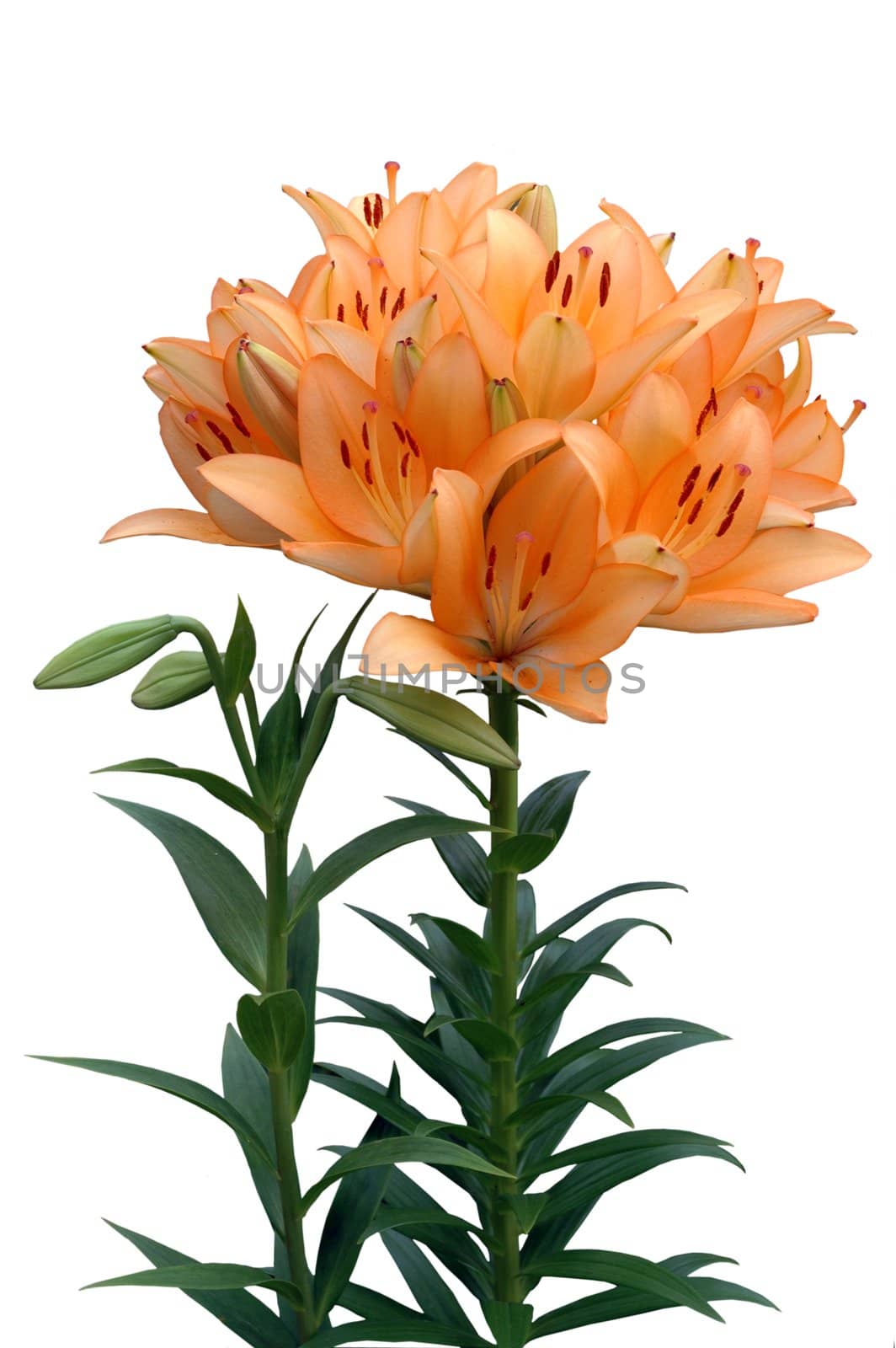 Orange lily with buds, isolated