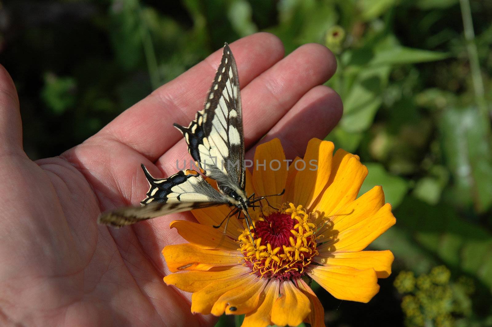 The trustful butterfly and female hand 