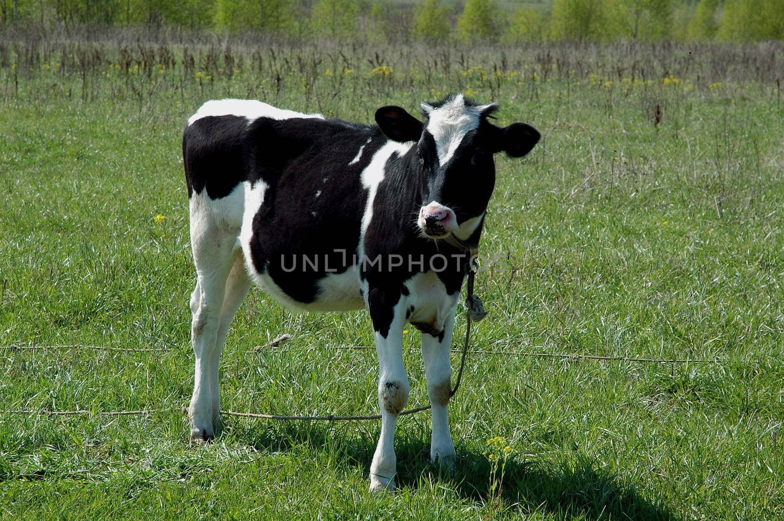 blask and white calf in field  by OlgaDrozd