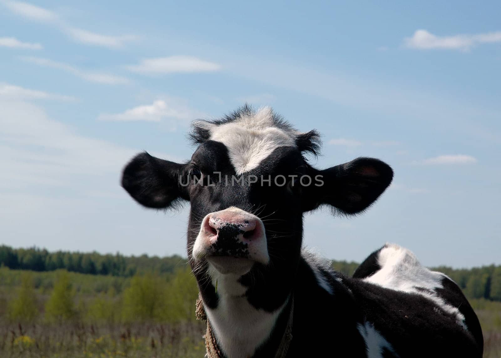 Attentive black and white cow over a blue sky background