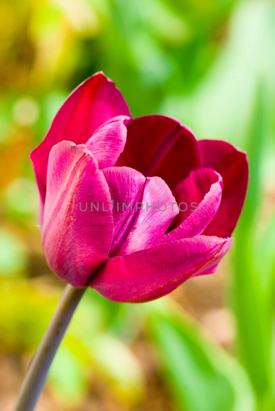 detail flower tulip
