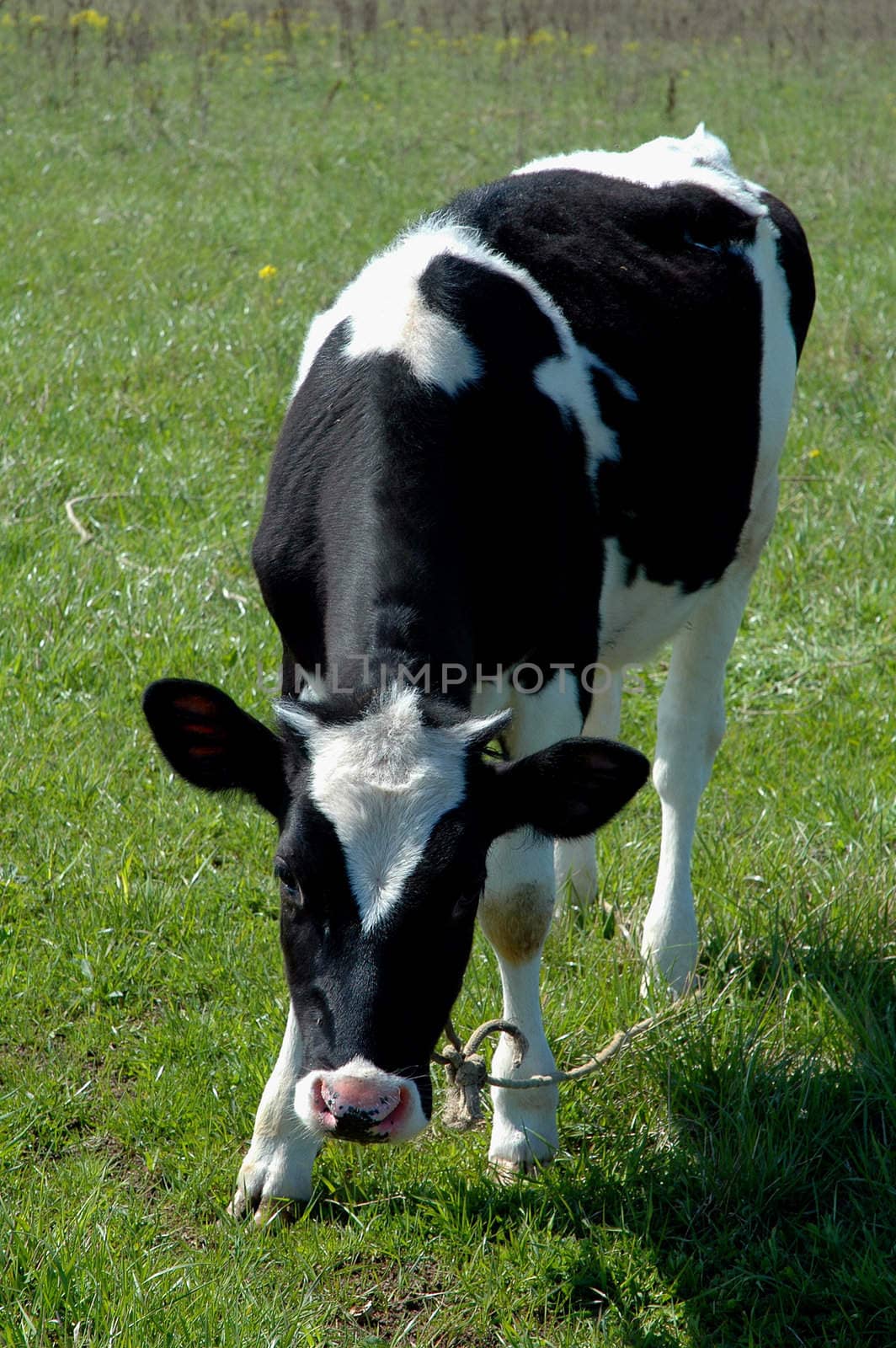 blask and white calf at the green grass 