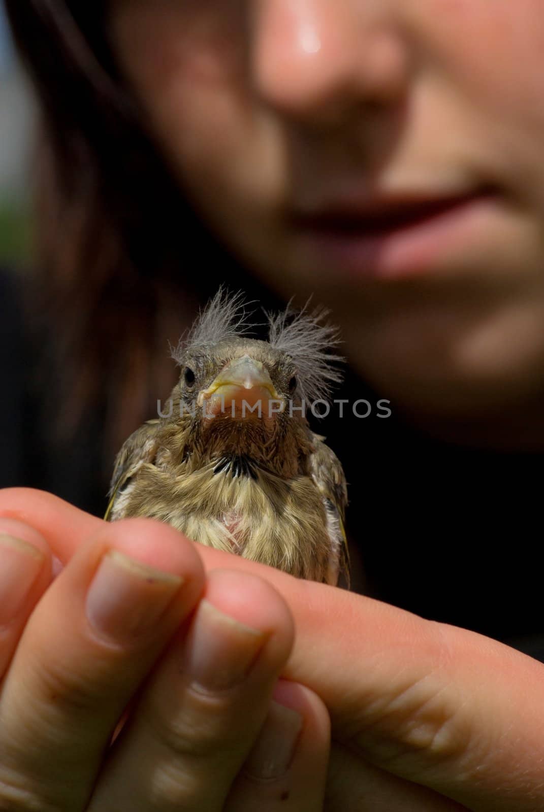 Girl hold chick sparrow in cupped hand.