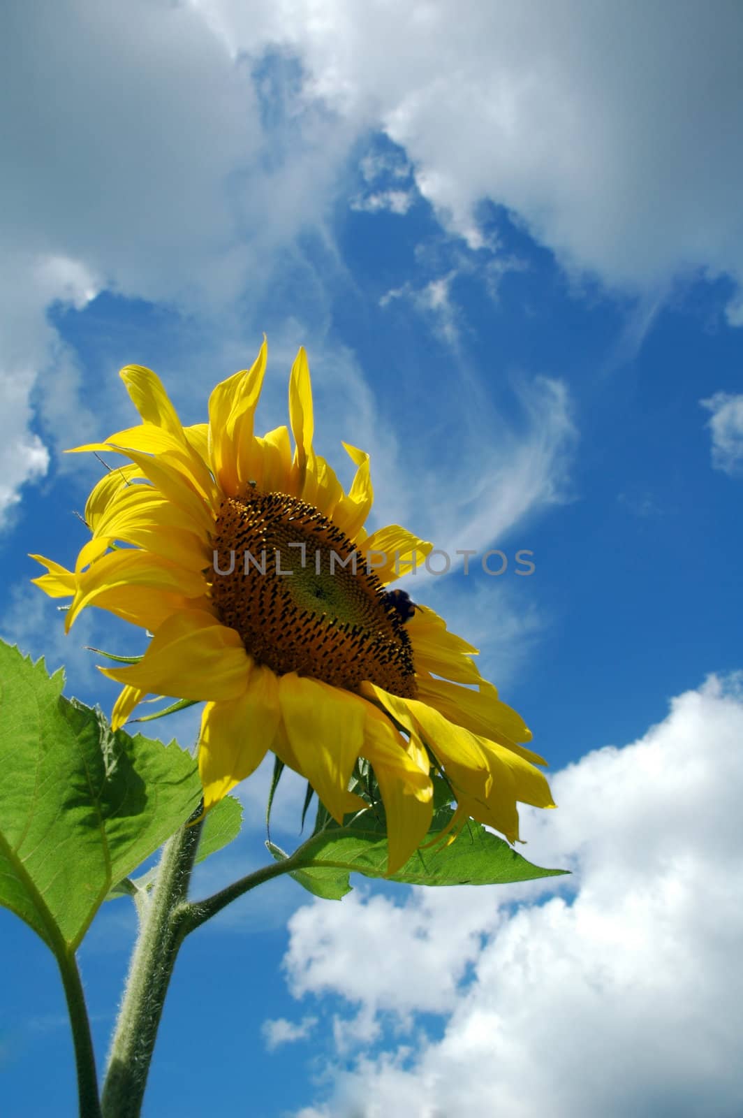 Closeup of a yellow sunflower against blue sky.