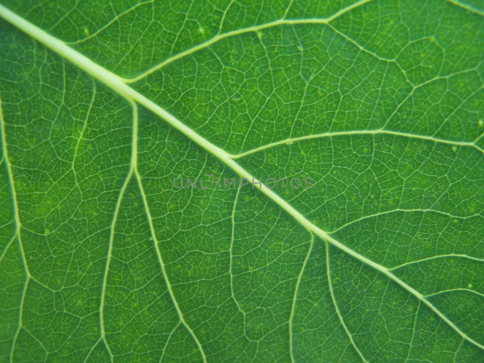 Close up of the poplar leaf texture.