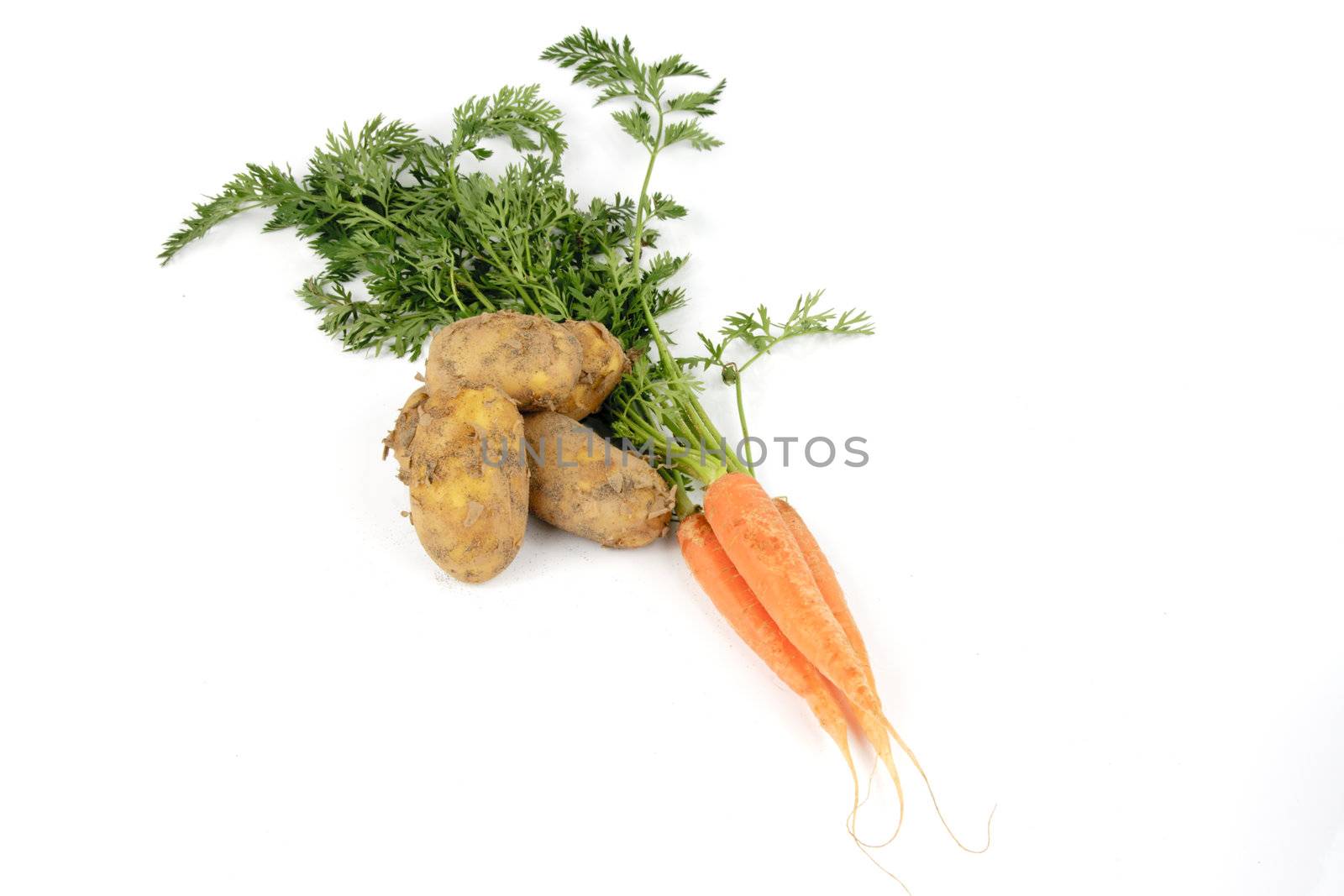 Bunch on raw crunchy carrots on a reflective white background