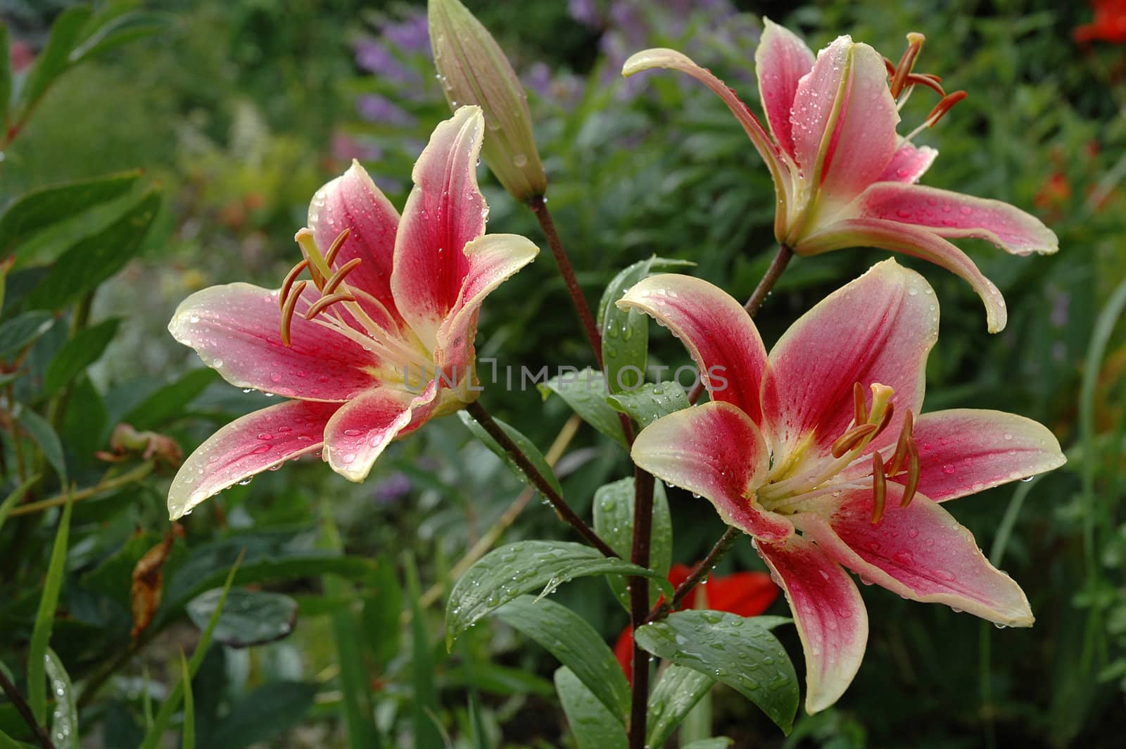 pink  lilys in the garden