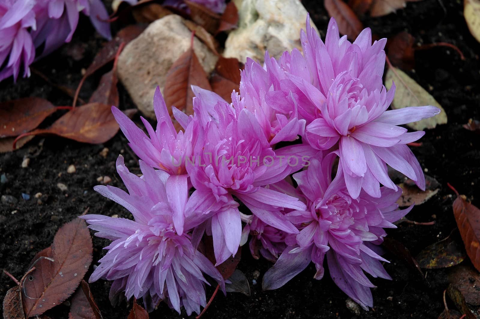 colchicum lilac double by OlgaDrozd