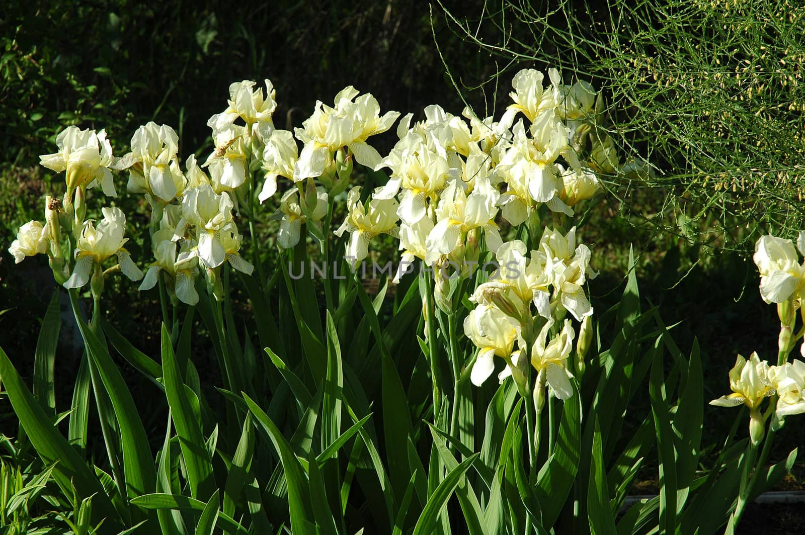 White Iris Flowers by OlgaDrozd