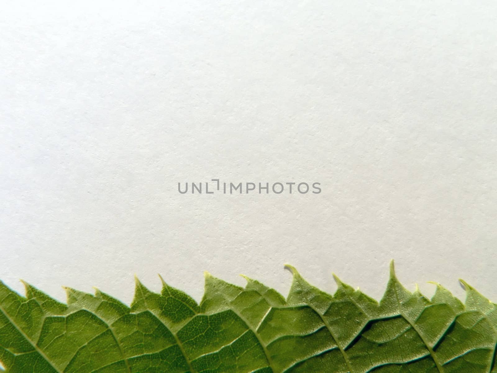 Edge of the leaf by ichip