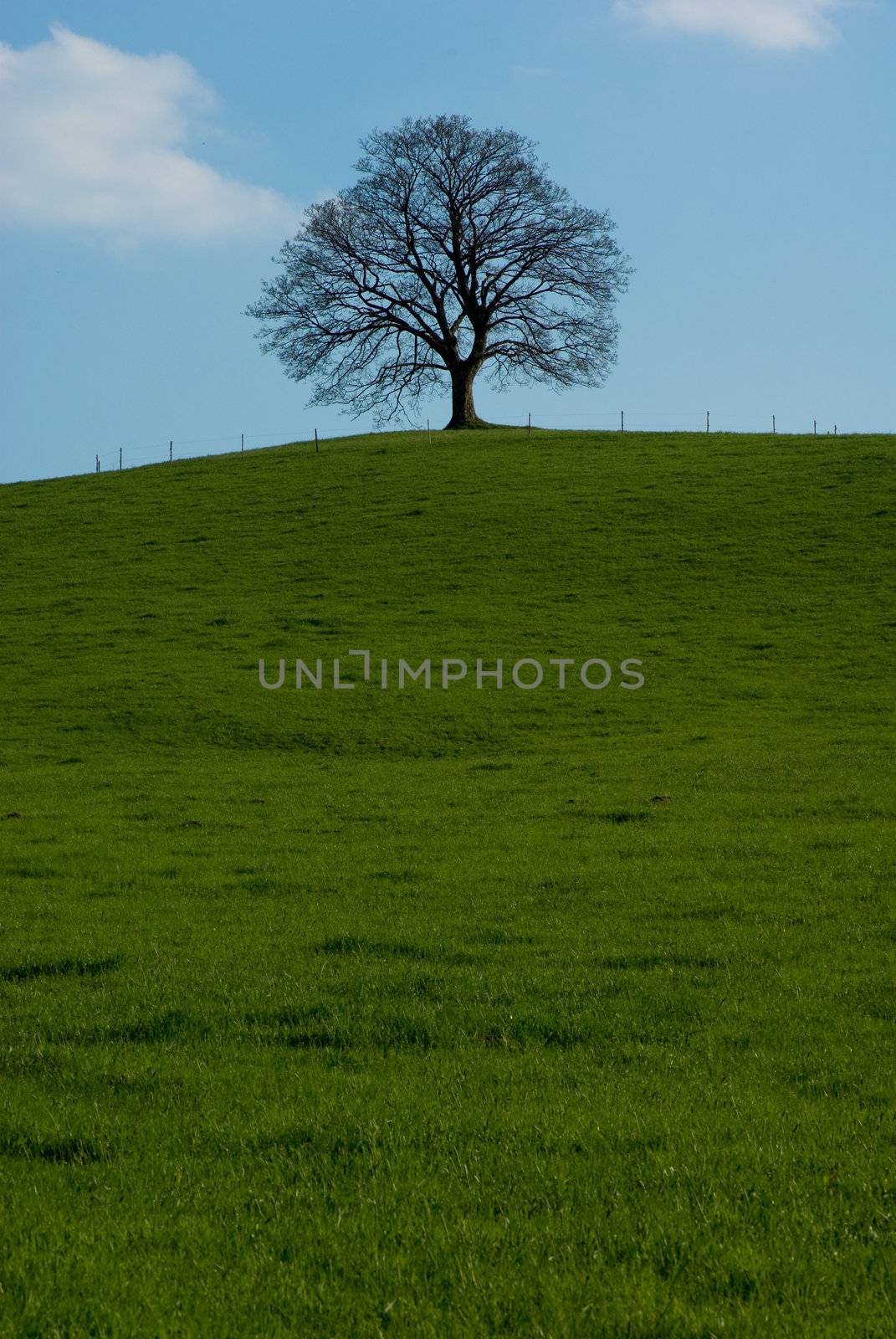 lone tree by Jirkaa