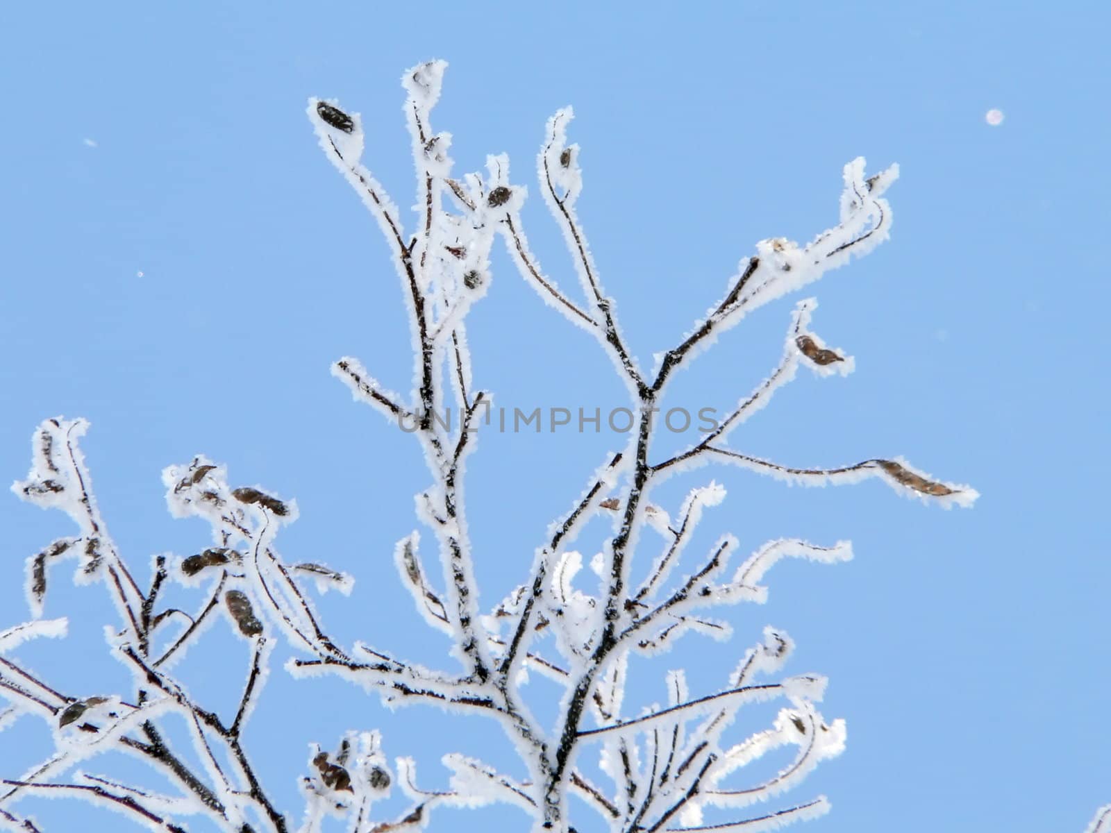 Winters branch on the blue sky background