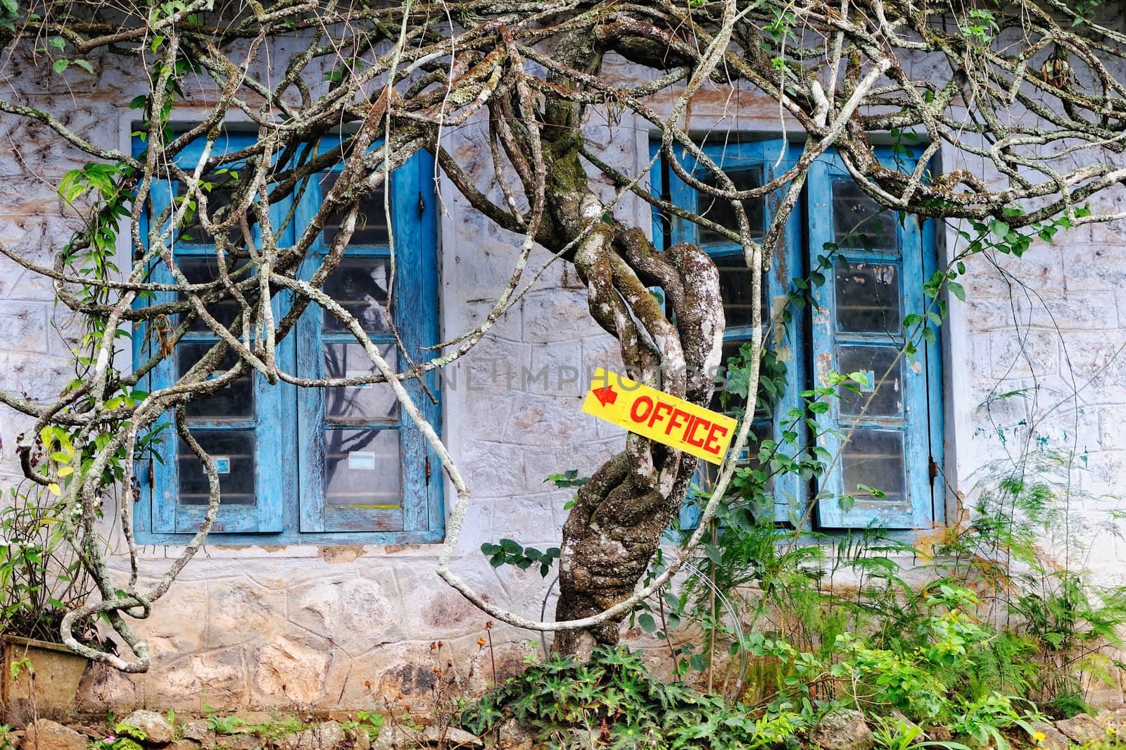 Street sign on the tree in front of old house
