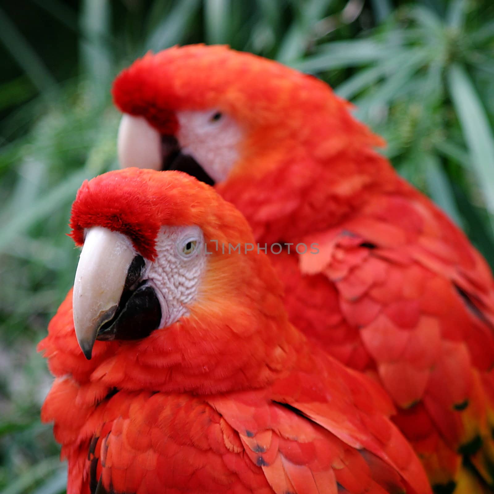 Red Scarlet Macaw by hlehnerer