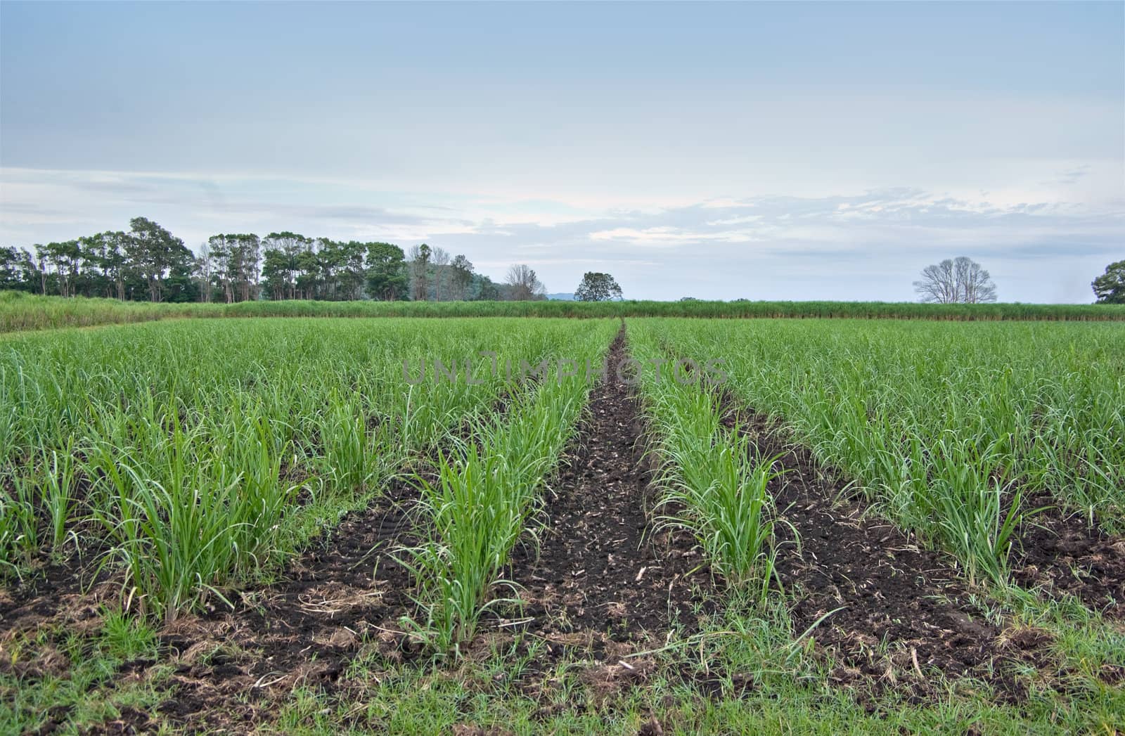 young sugar cane grows in the field