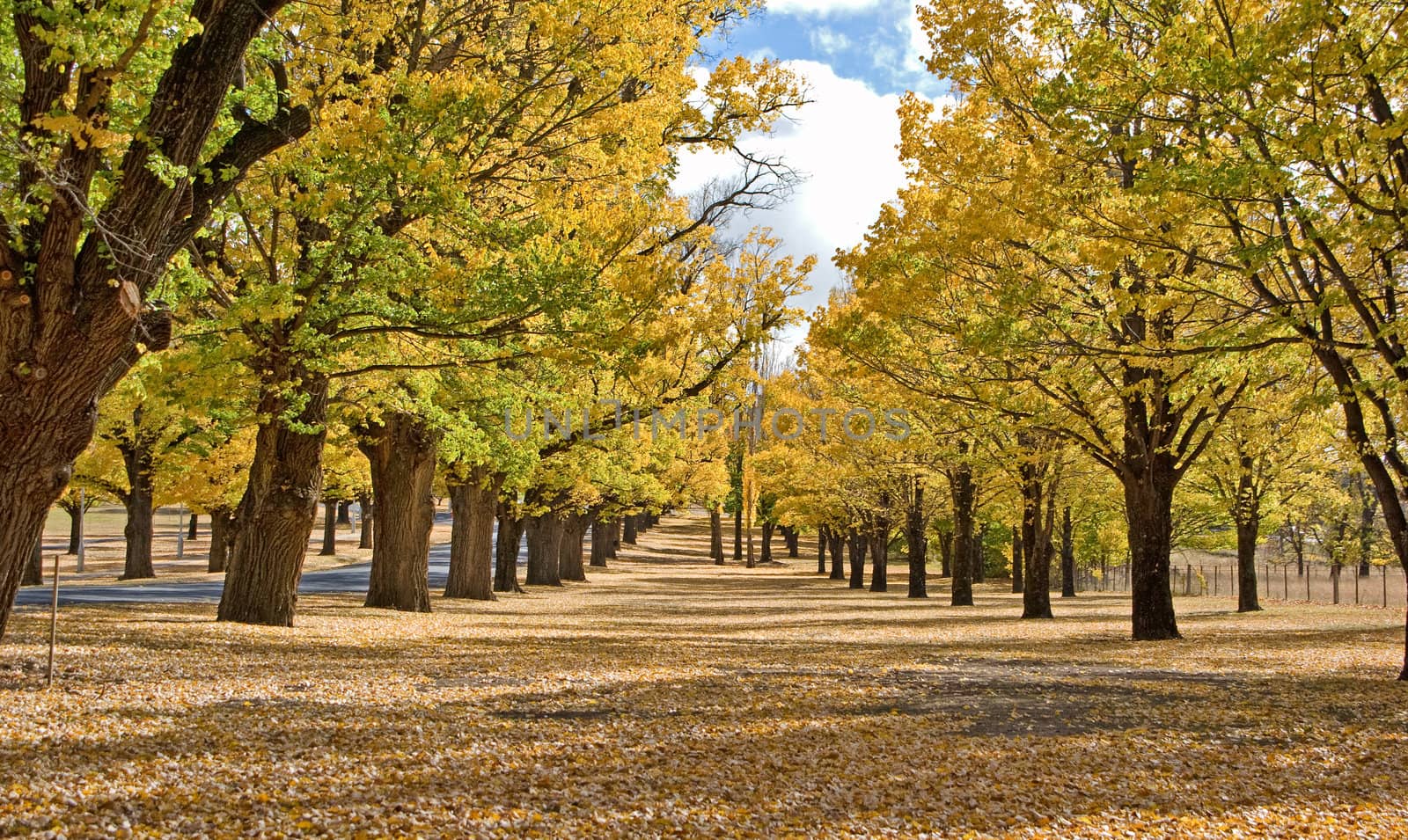 great image of autumn in the park