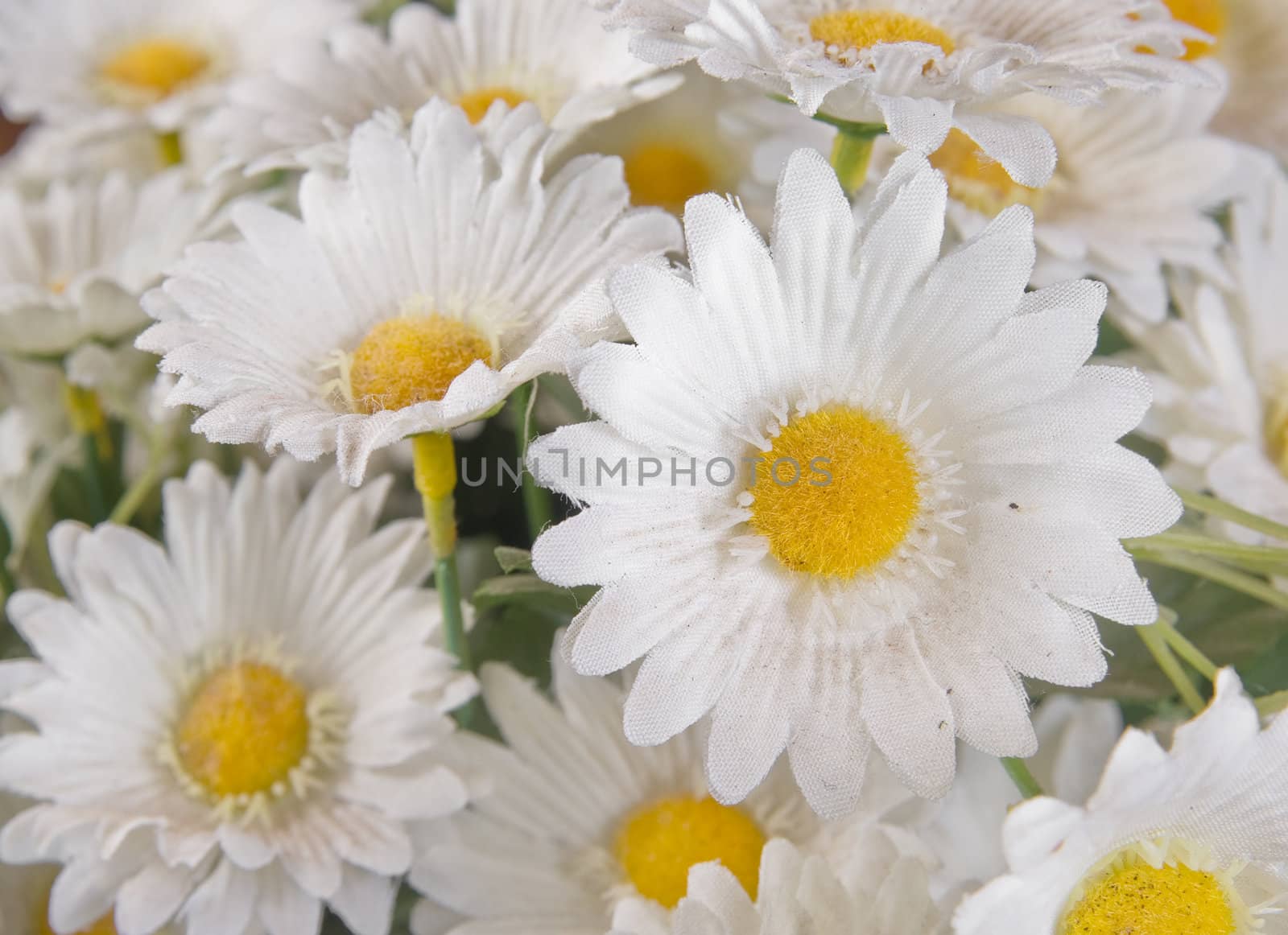 great image of a bunch of white silk daisies