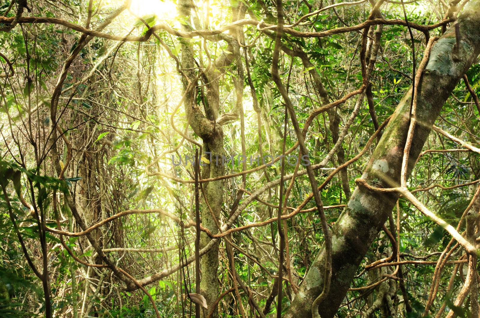 morning light in the jungle