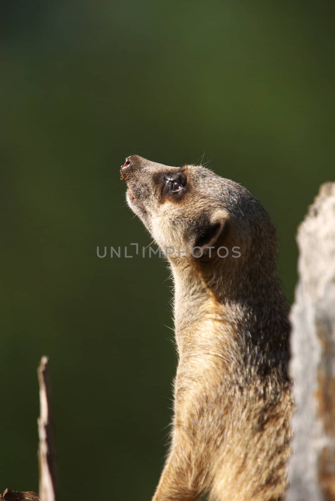 a beautiful and adorable meerkat is on guard on a tree stump