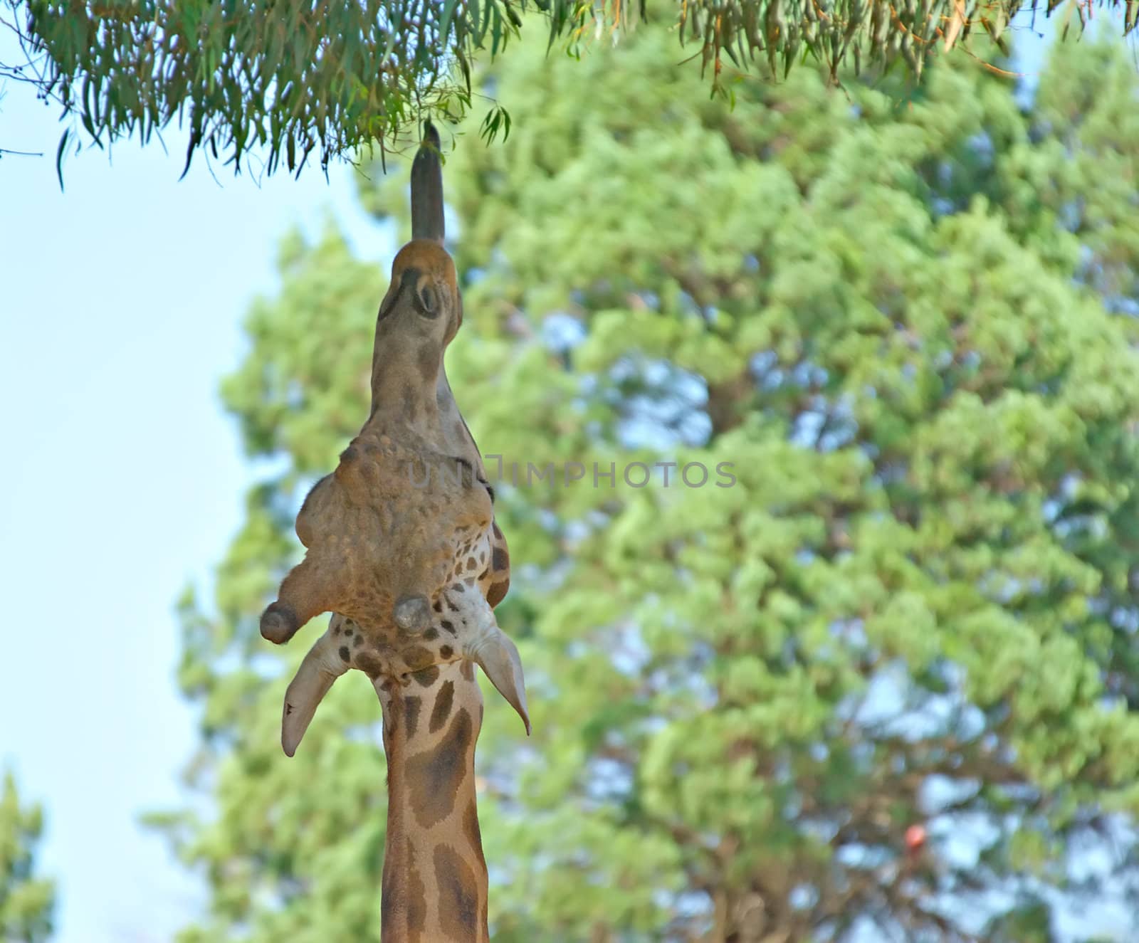 a giraffe stretches out to reach the leaves