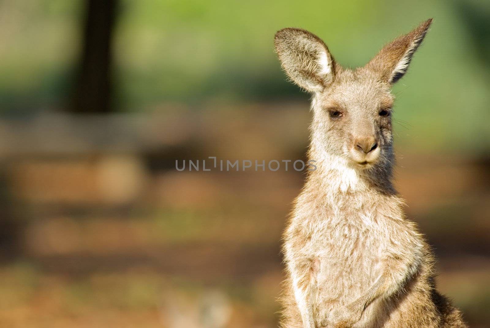 an image of an small eastern grey kangaroo in the wild