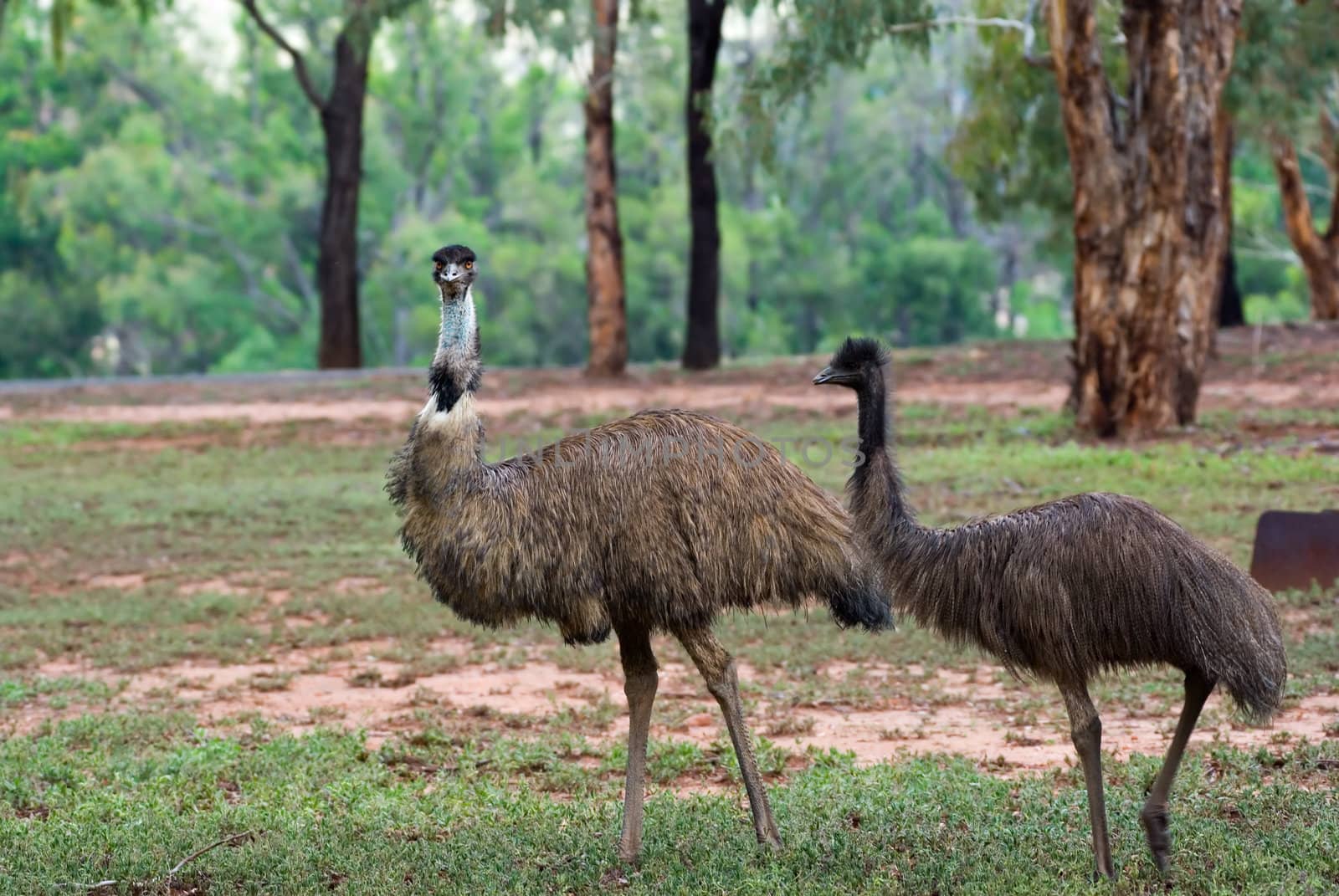two australian emus walk along through the scrub