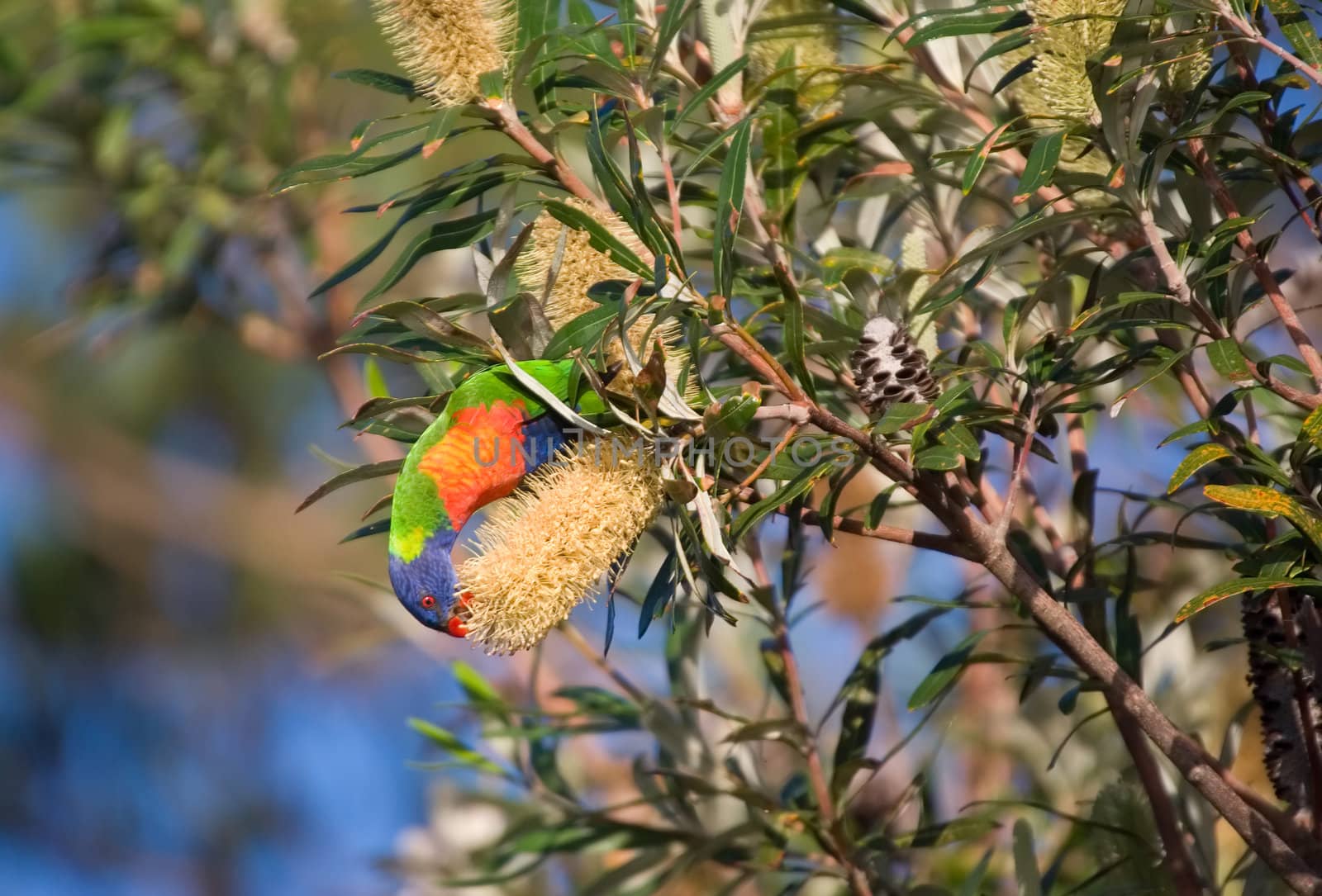 a rainbow lorikeet is eating from a large banksia flower